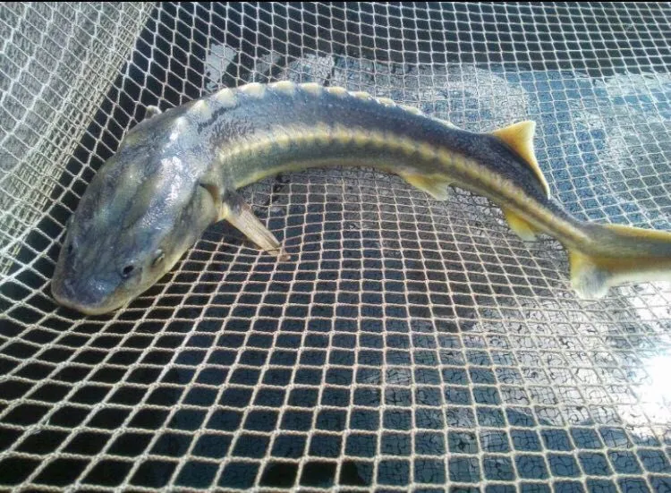 фотография продукта Рыба морская речная