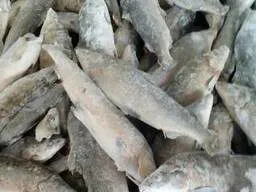 фотография продукта Свежемороженная рыба Якутии