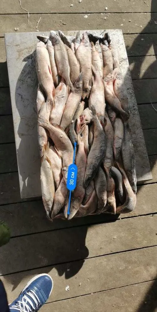 речная рыба: Щука с/м, язь, плотва, лещ. в Новосибирске