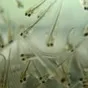  личинку щуки судака в Новосибирске