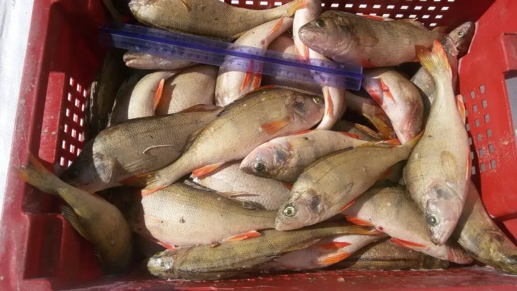 рыба речная без посредников в Новосибирске