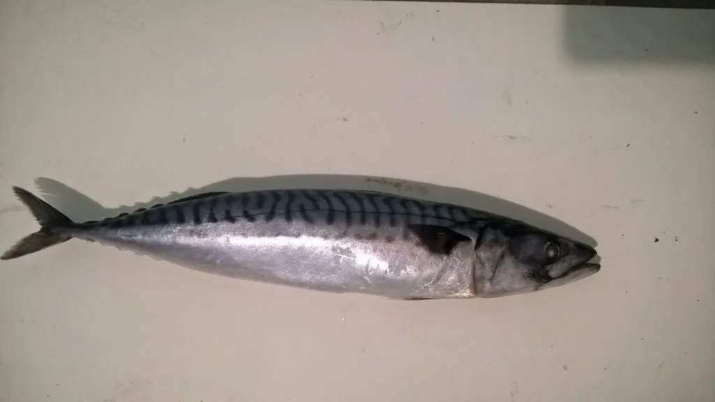 фотография продукта Свежемороженая рыба Краснодар