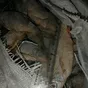  плотва, сазан, сырок, ряпушка, карась в Новосибирске