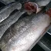 рыба свежемороженая оптом горбуша кета в Новосибирске 7