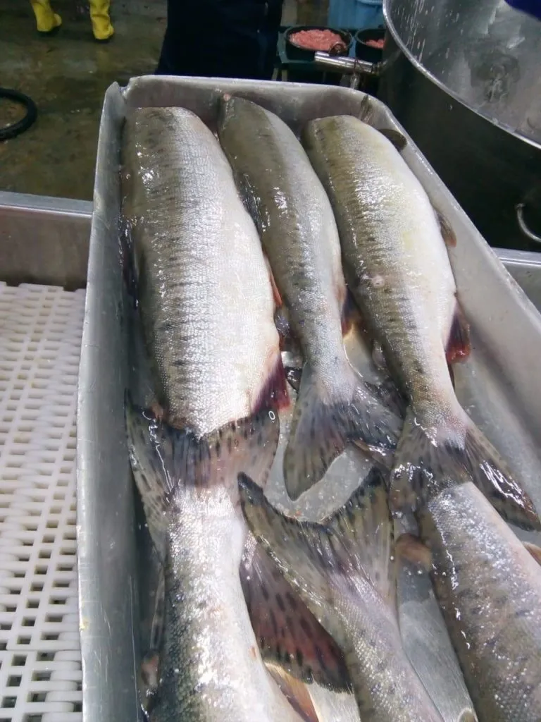 фотография продукта Рыба свежемороженая оптом горбуша кета