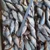 речная рыба: Щука с/м, язь, плотва, лещ. в Новосибирске 2