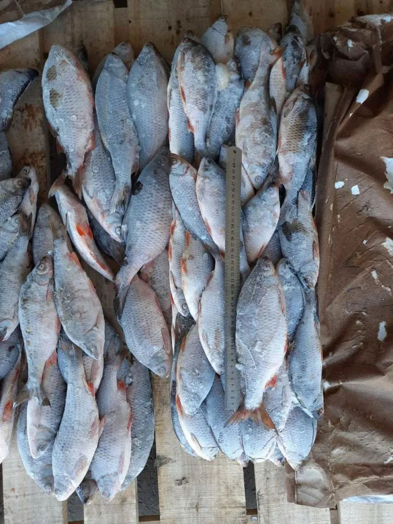 речная рыба: Щука с/м, язь, плотва, лещ. в Новосибирске 4