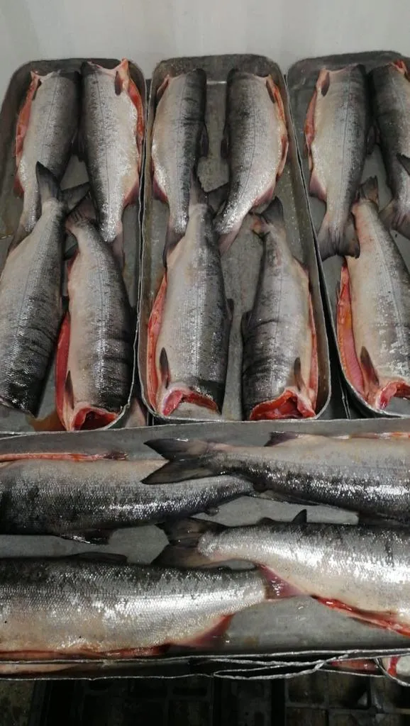 свежемороженая рыба оптом недорого в Новосибирске и Новосибирской области