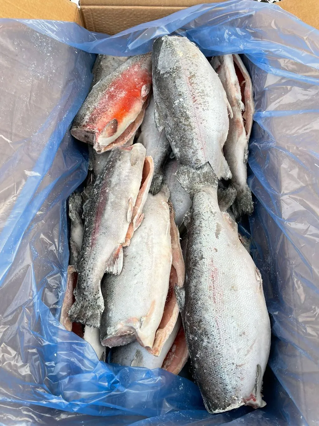 свежемороженая рыба оптом недорого в Новосибирске и Новосибирской области 6