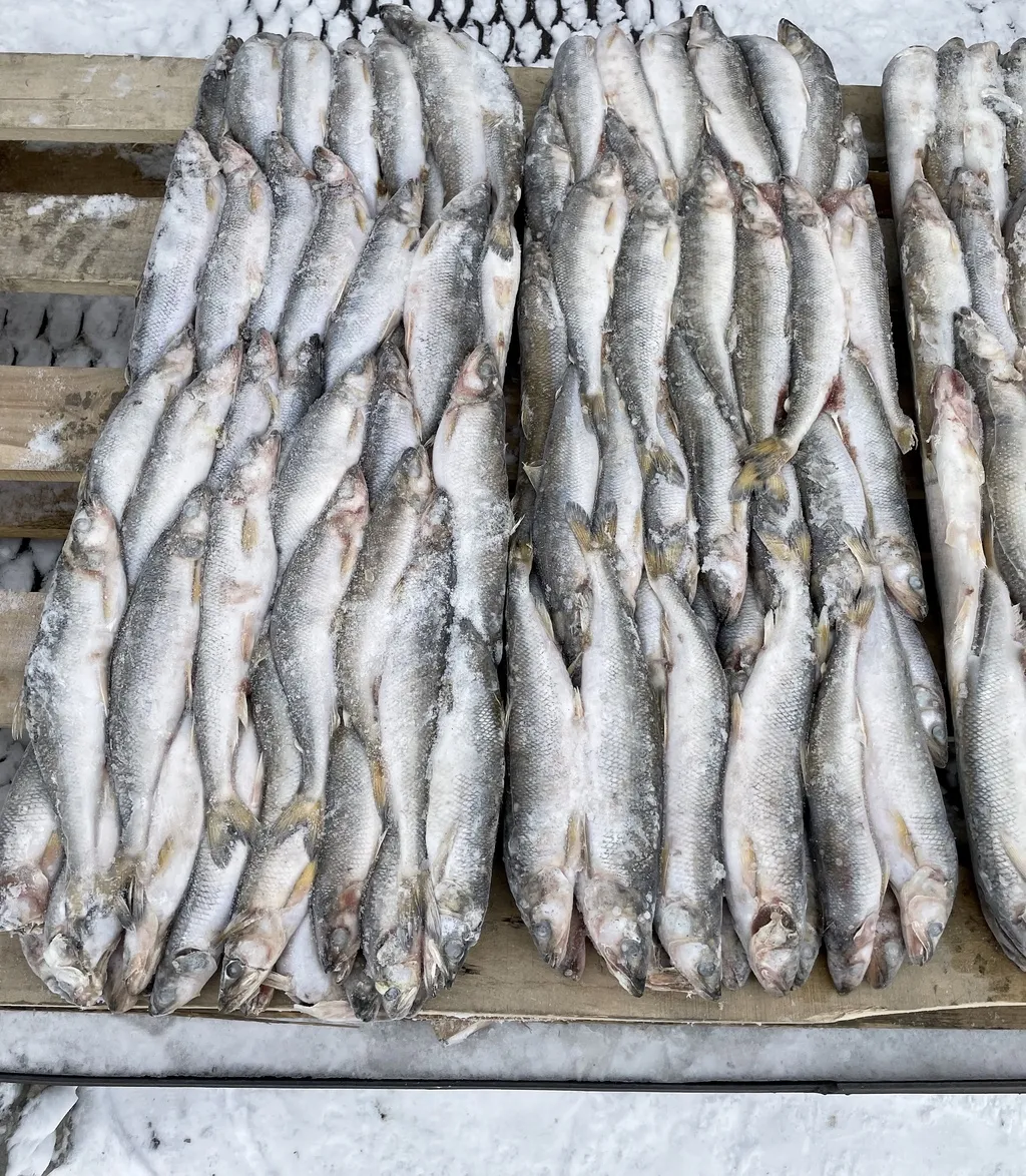 свежемороженая рыба оптом недорого в Новосибирске и Новосибирской области 4