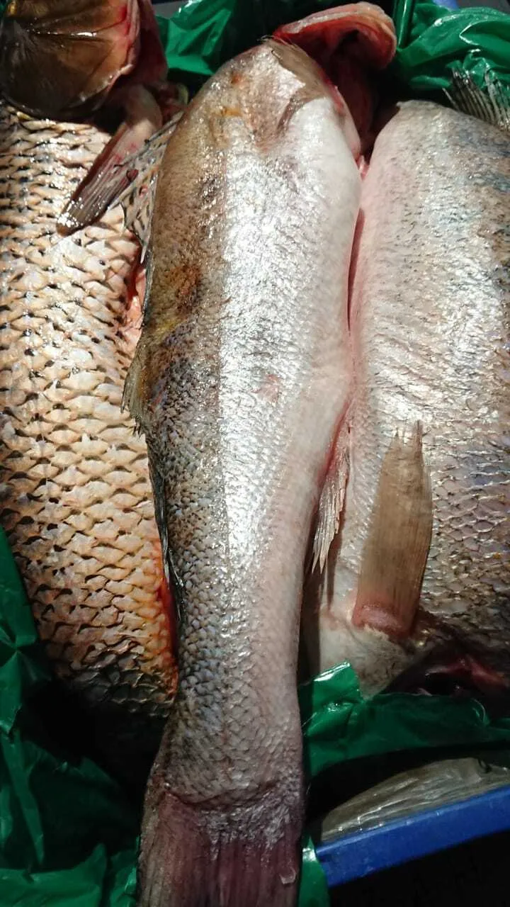 рыба разная котлеты в наличии  под заказ в Новосибирске 3