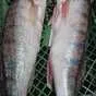 рыба разная котлеты в наличии  под заказ в Новосибирске 7