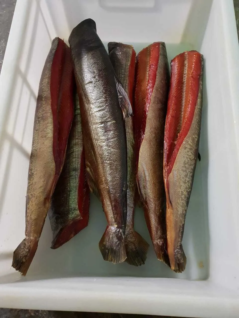 рыба вяленая ,копченая от производителя! в Новосибирске и Новосибирской области 2