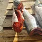 cвежемороженая морская рыба в Новосибирске и Новосибирской области