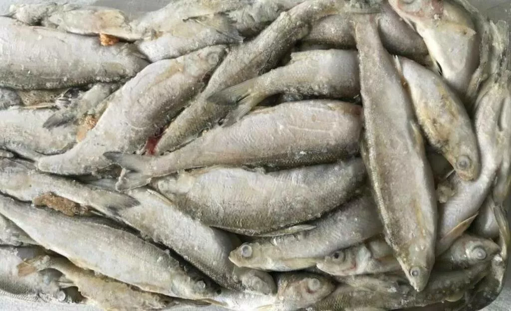 Фотография продукта Сибирская рыба для южных курортов