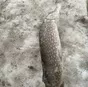 щука заморож в Новосибирске 2